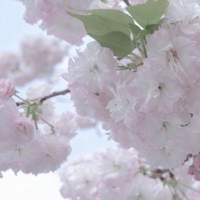 鄂尔多斯FurryQQ群介绍